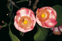 En la cima de los tepuyes, crecen bosques achaparrados de gaque, Clusia schomburgkiana, cuyas flores presentan el estigma amarillo y cubierto de resina, que resulta atractivo para las abejas polinizadoras.