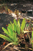 La Bromelicea del gnero Navia, forma colonias en las condiciones extremas de los afloramientos rocosos en los tepuyes.
