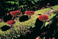 La actividad de los descomponedores es esencial para la produccin de nutrientes en Chiribiquete.