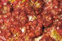 Las plantas carnvoras del gnero Drosera, suplen la carencia de nutrientes de los suelos arenosos, tomndolos de los insectos que atrapan con sus pelos glandulosos.
