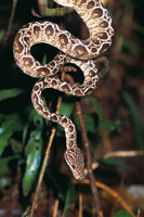 Especie de boa arborcola Corallus hortulana, de la selva de tierra firme en la Amazonia colombiana.
