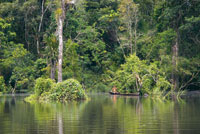 Nios tikuna jugando en medio de la selva inundable del ro Loreto Yac.