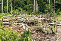 La chagra es un espacio que los indgenas abren en medio de la selva para sembrar diferentes plantas medicinales, rituales y de uso comn. La dinmica de la recuperacin de la naturaleza les ense  a manejar estos cultivos itinerantes que producen poco i