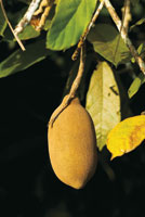 El recurso vegetal de la selva es abundante y puede ser aprovechado de una manera sostenible, para generar ingresos a las comunidades de indgenas y colonos.
En esta pgina. Fruto de copoaz, Theobroma grandiflorum, cuya pulpa es comestible; tambin se ut