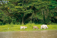 La ganadera es una de las prcticas que ms perjudican los suelos de la Amazonia.
