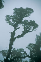 Los rboles en las selvas nubladas de montaa tropical se caracterizan por presentar un alto grado de epifitismo especialmente de bromelias, orqudeas y musgos, que cubren troncos y ramas.
