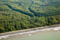 En contacto con el mar se desarrollan los manglares, donde se encuentran especies adaptadas a los cambios de salinidad y a suelos cenagosos.