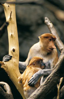 Nasalis larvatus, mono narigudo que habita los bosques de manglares en las zonas costeras de Borneo. Es una especie endmica en peligro de extincin debido a la destruccin de su hbitat.