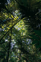 La compleja estructura y diversidad de la selva tropical ofrece a la humanidad enormes posibilidades de manejo sostenible de recursos y servicios ambientales.