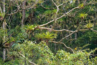 Sotobosque en la selva de inundacin.