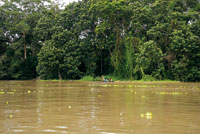 Vegetacin riparia en la ribera del ro Amazonas.