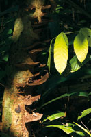 Un haz de luz provee la  energa necesaria en el piso de la selva. El reciclaje y uso ptimo de nutrientes son procesos indispensables para mantener la exuberancia de la selva tropical.