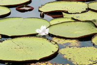 En los lagos de la Amazonia colombiana crece el loto ms grande del mundo.
