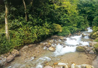 La elevada pluviosidad de esta regin forma los principales afluentes de la cuenca amaznica andina.