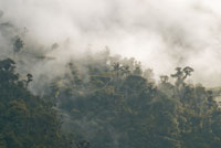 Selva nublada en la vertiente andina de la Amazonia. 
