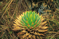 En el pramo, las plantas organizaron sus hojas en forma de roseta, como estrategia de adaptacin para captar mayor cantidad de agua y de energa solar y para proteger en el centro la yema de renovacin. La Erioculcea Paepalanthus columbiensis.
