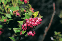 Los arbustos de Ericceas como uvillos de pramo del gnero Vaccinium forman pequeos matorrales en el pramo.
