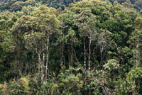 Bosque altoandino caracterizado por su baja altura y copas densas de aguacatillos, canelos de pramo y abundancia de epifitas y chusques o bambes. 
