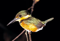 Las selvas de montaa media o del piso subandino, son lugares de encuentro de gran diversidad de aves, que proceden, algunas del piedemonte andino y otras de la alta montaa.