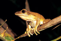 Rana Hyla lanciformis, de La Pedrera, Amazonas. Presenta grandes discos en la punta de los dedos, lo que le permite adherirse con facilidad a las superficies lisas de las hojas. Actualmente en todas las selvas tropicales se presenta la desaparicin aceler