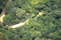 Selva de piedemonte en la vertiente de la cordillera central, departamento de Putumayo.
