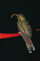 Algunas especies de colibres como el hermitao, 
Phaethornis sp., adaptaron su pico para polinizar las heliconias.  
