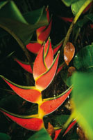 Flor del platanillo, Heliconia wagneriana, cuyos colores llamativos atraen a los colibres que son sus polinizadores en el sotobosque.