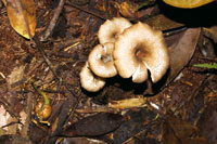 La exuberancia de la selva se basa en el reciclaje de la materia orgnica, que cubre la superficie del suelo, proceso que se lleva a cabo con la ayuda de la humedad y los microorganismos.