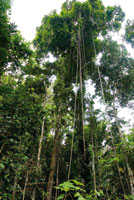 El bejuco yar, Heteropsis spruceana, descuelga desde el dosel largas races muy resistentes, que son utilizadas en artesanas y como amarres en la construccin de viviendas.