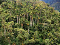 En los bosques de las vertientes altas del Choc Biogeogrfico suelen encontrarse zonas dominadas por palmas que sobresalen del dosel del bosque.