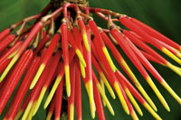 La asombrosa diversidad vegetal de la regin, se aprecia en la gran variedad de formas, colores y texturas de las flores y los retoos de las plantas.