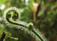 La asombrosa diversidad vegetal de la regin, se aprecia en la gran variedad de formas, colores y texturas de las flores y los retoos de las plantas.