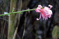 La asombrosa diversidad vegetal de la regin, se aprecia en la gran variedad de formas, colores y texturas de las flores y los retoos de las plantas.