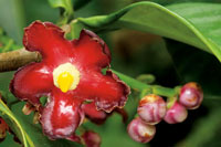 La asombrosa diversidad vegetal de la regin, se aprecia en la gran variedad de formas, colores y texturas de las flores y los retoos de las plantas.