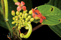 La asombrosa diversidad vegetal de la regin, se aprecia en la gran variedad de formas, colores y texturas de las flores y los retoos de las plantas.