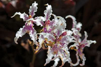 La asombrosa diversidad vegetal de la regin, se aprecia en la gran variedad de formas, colores y texturas de las flores y los retoos de las plantas.