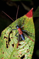 Un colorido saltamontes sobre la hoja de una gesnericea, cuyo pice se caracteriza por la coloracin roja.