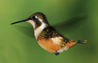 Los colibres son eficientes polinizadores de muchas plantas de los bosques de tierras altas, pues soportan las bajas temperaturas mejor que muchos insectos. Philodice mitchellii.