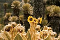 Los frailejones, las plantas hepticas y los musgos son elementos dominantes de la vegetacin del pramo.
