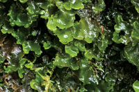 Los frailejones, las plantas hepticas y los musgos son elementos dominantes de la vegetacin del pramo.