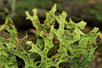 Los frailejones, las plantas hepticas y los musgos son elementos dominantes de la vegetacin del pramo.