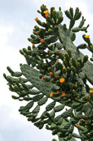 Cactus o penca Opuntia sp., elemento caracterstico del enclave seco del can del ro Dagua.