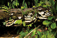 Musgos, hongos oreja de palo, helechos, orqudeas, piperceas y otras epfitas crecen sobre un tronco cado.
