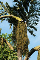 Los frutos de muchas palmas son fuente de alimento para el hombre y para una gran cantidad de especies de fauna silvestre.