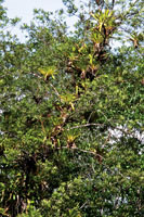 Las grandes bromelias que crecen sobre los mangles, almacenan agua lluvia en las cisternas que forman sus hojas, posibilitando as la existencia de insectos y anfibios que no toleran el ambiente salino del manglar.