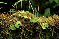 Las plantas epfitas pueden cubrir completamente la superficie de los troncos.