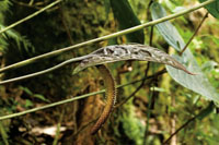 Una porcin importante de la diversidad vegetal del Choc Biogeogrfico est representada por las plantas epfitas.