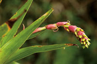 Una porcin importante de la diversidad vegetal del Choc Biogeogrfico est representada por las plantas epfitas.