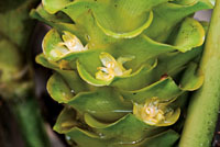 Una porcin importante de la diversidad vegetal del Choc Biogeogrfico est representada por las plantas epfitas.