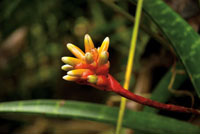 Una porcin importante de la diversidad vegetal del Choc Biogeogrfico est representada por las plantas epfitas.